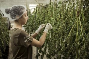 hemp
